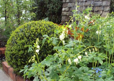 Box balls and white dicentra