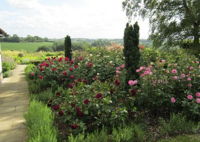 Yew, roses and hyssop