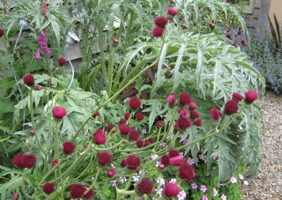 Cardoon, cirsium and geraniums