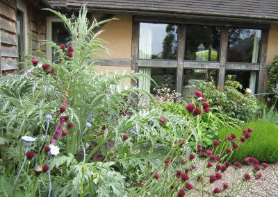 Cirsium and cardoons