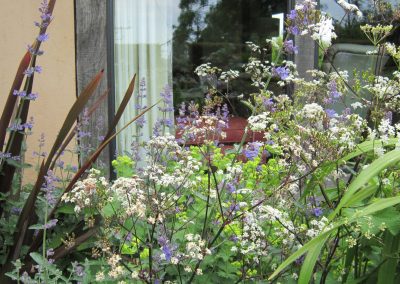 Phormium, nepeta and anthriscus