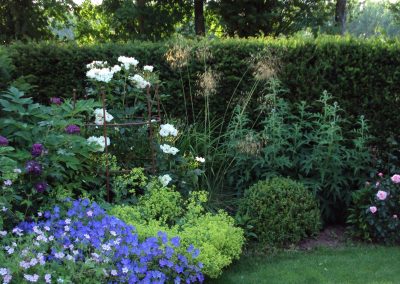 Roses, box and perennials