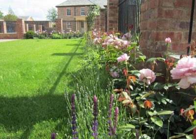 Roses, salvia and lavender