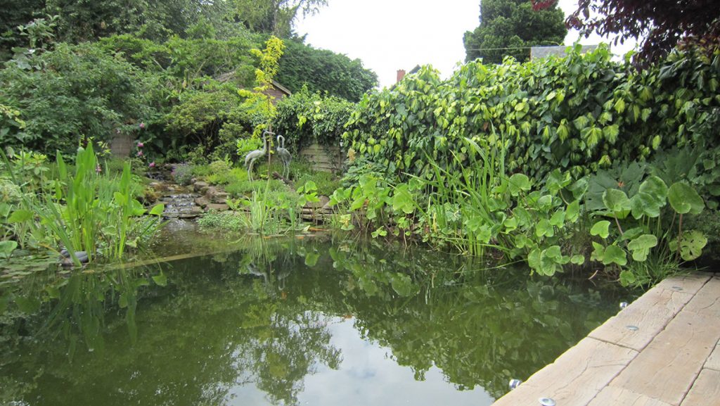 Lush planting around the pond Hollymead Garden Design
