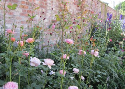 roses in the walled garden