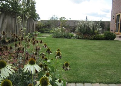 Echinacea in the garden